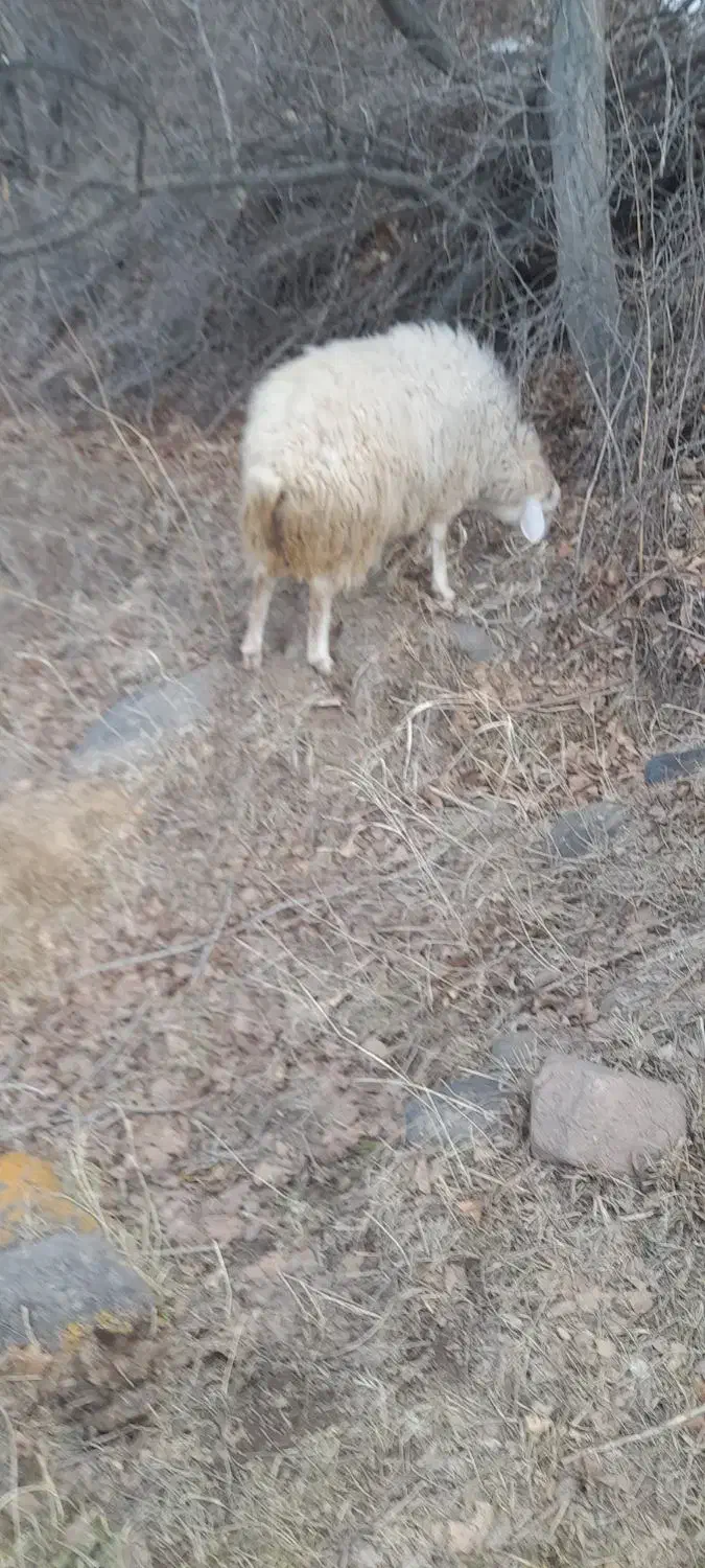 گوسفند بره توغلی|حیوانات مزرعه|مشگین شهر, |دیوار