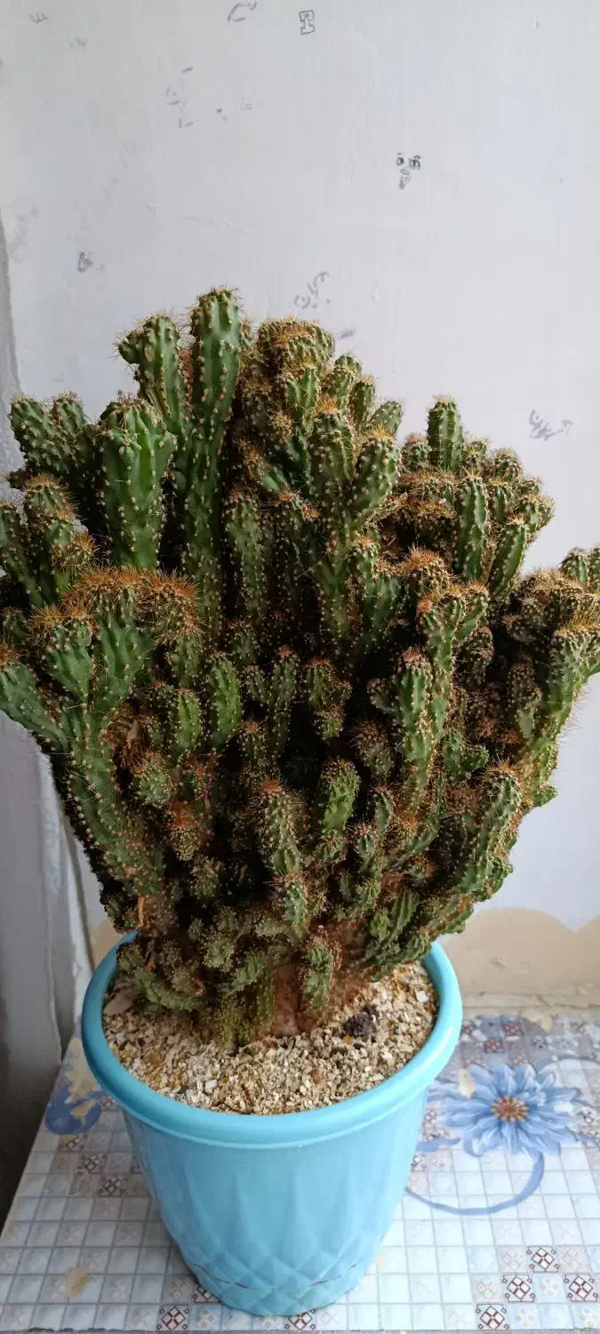 گل وگیاه|گل و گیاه طبیعی|بانه, |دیوار