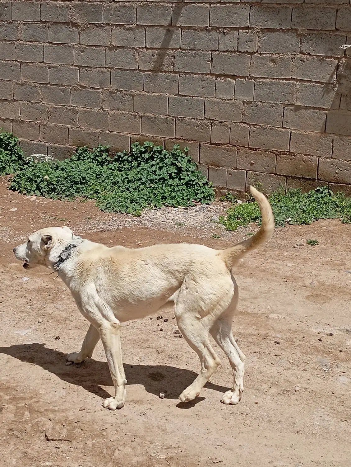 سگ عالی|سگ|باروق, |دیوار