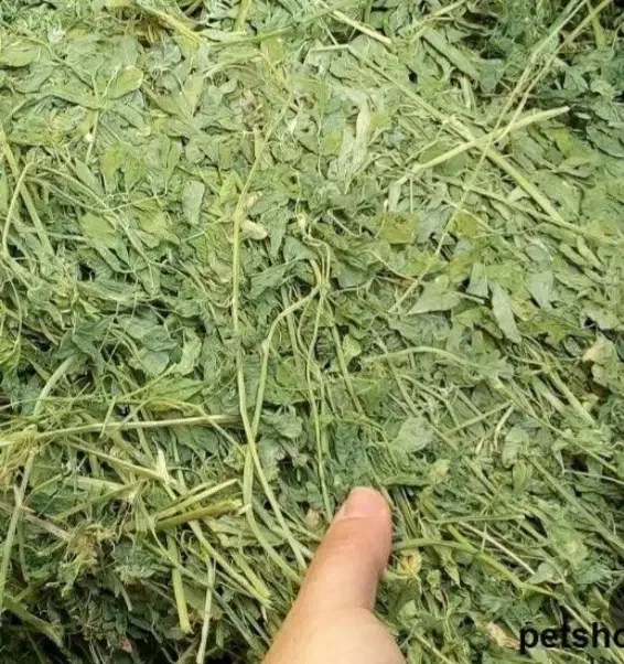 یونجه مرغوب (عمیش)|خدمات باغبانی و درختکاری|خوی, |دیوار