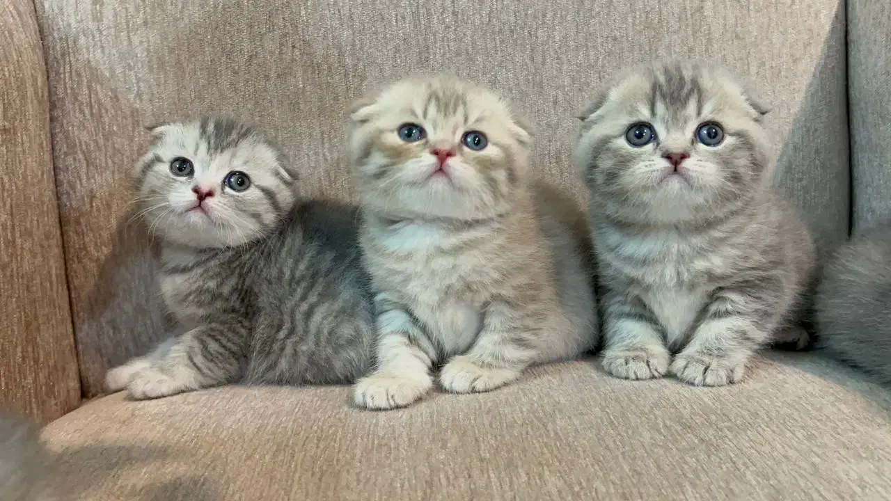 اسکاتیش بلو گلد|گربه|مشهد, هفت تیر (نه دره)|دیوار