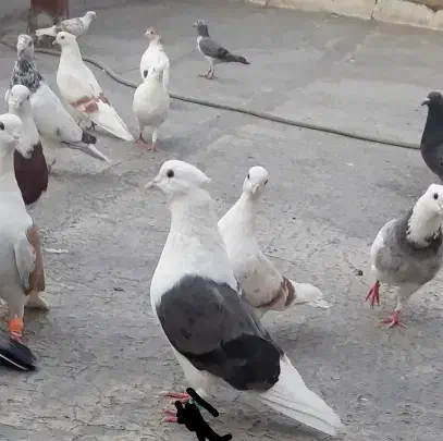 نر شونی گم شده|پرنده|بروجرد, |دیوار