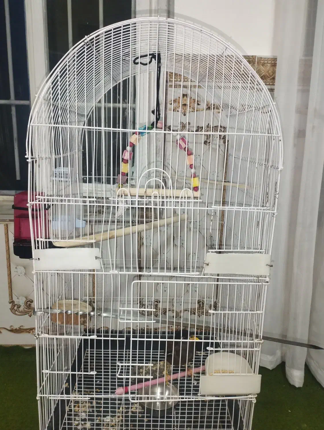 مرغ مینا جوجه|پرنده|کرمانشاه, |دیوار