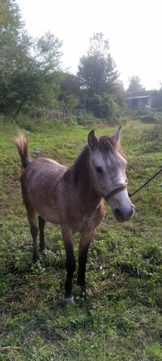 اسب کره ۳سال نیله ابرش|اسب و تجهیزات اسب‌سواری|لنگرود, |دیوار