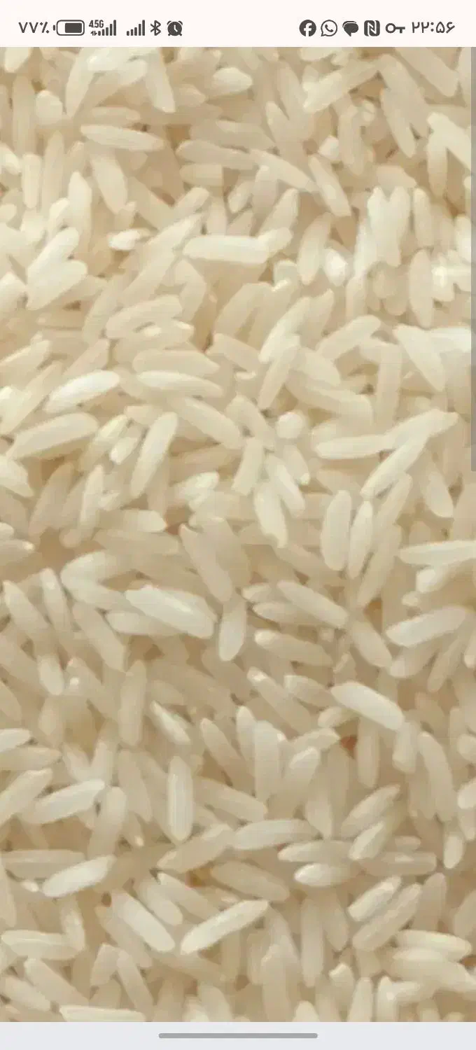 برنج هومالی، تایلندی، اروگوای، آمرکایی|عمده‌فروشی|مریوان, |دیوار