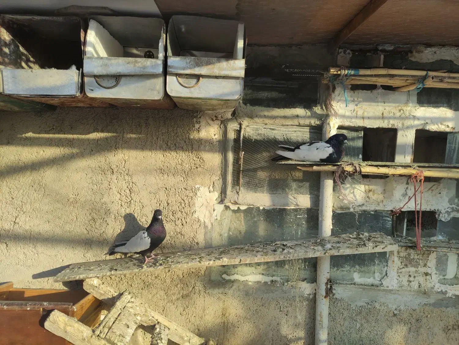 کبوتر سینه سیاه|پرنده|صائین قلعه, |دیوار