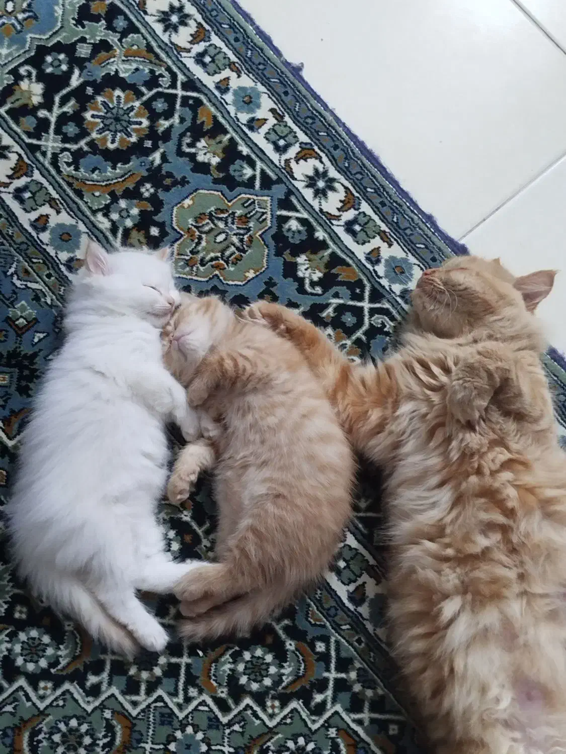 گربه پرشین|گربه|گرگان, |دیوار