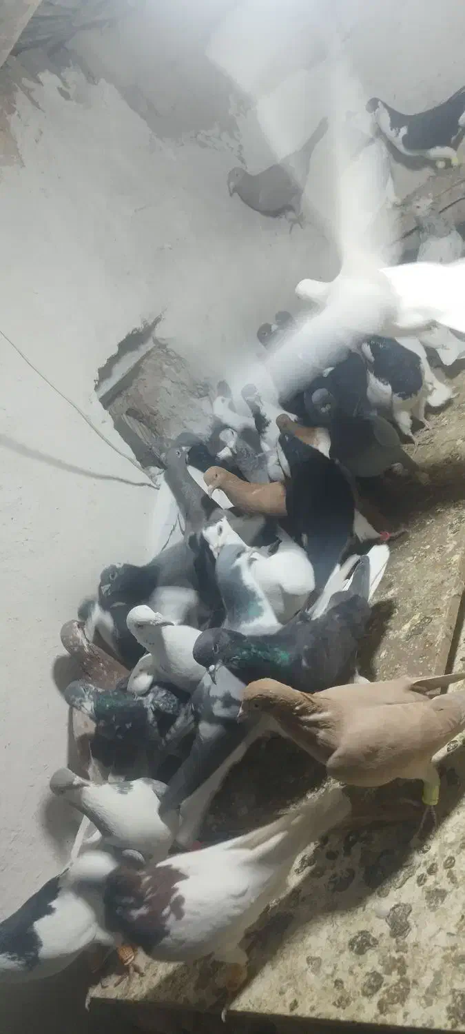 ۴۰تا کفتر پرشی زدوخوردی|پرنده|آبگرم, |دیوار