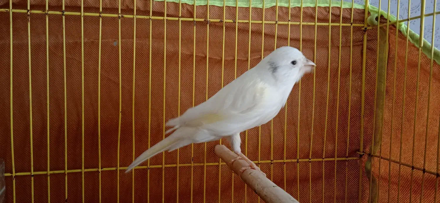 قناری سفید نر و سبز ماده|پرنده|فولادشهر, مسکن مهر فولادشهر|دیوار