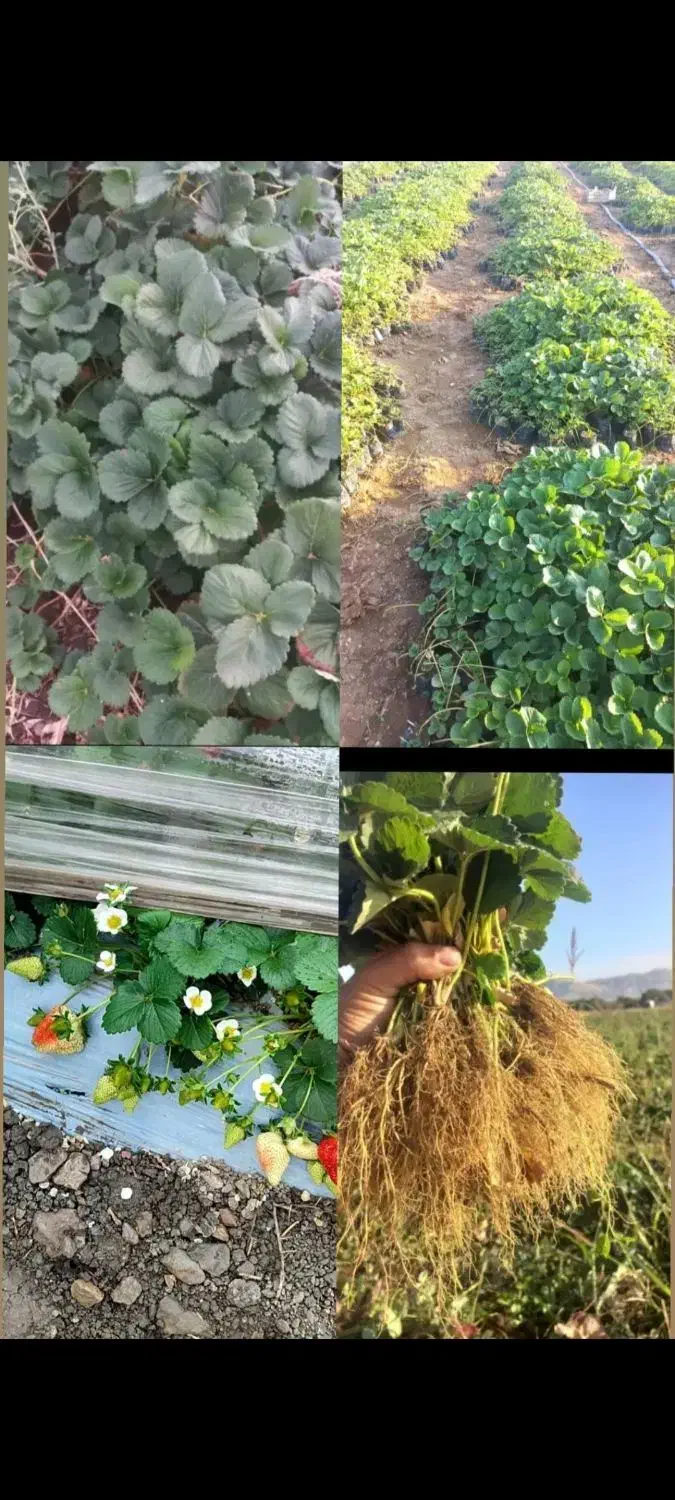 فروش انواع رقم های نهال توت فرنگی ارسال به همه جا|گل و گیاه طبیعی|رستم, |دیوار