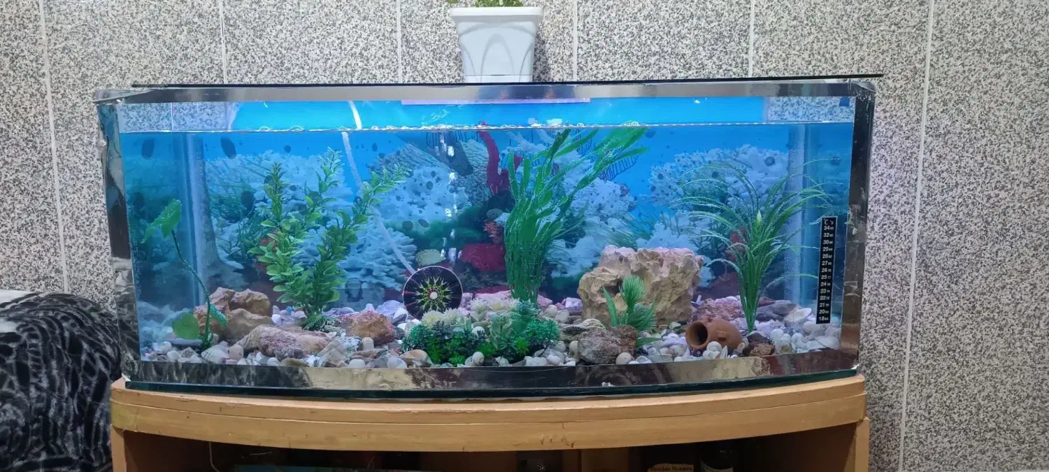 آکواریوم سالم|ماهی|کرمانشاه, |دیوار