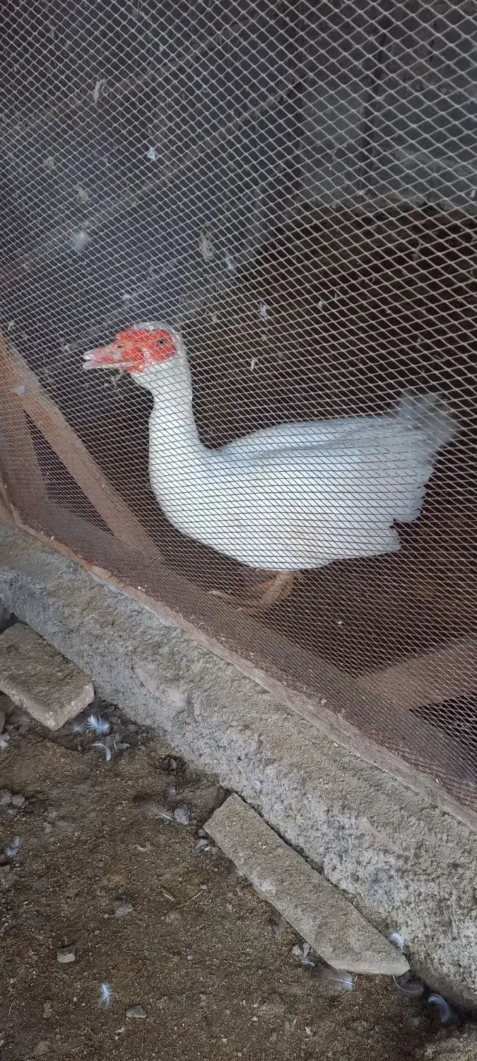 اردک اسرائیلی نر ۷۵۰۰۰۰ تومان|حیوانات مزرعه|رشت, فلسطین|دیوار