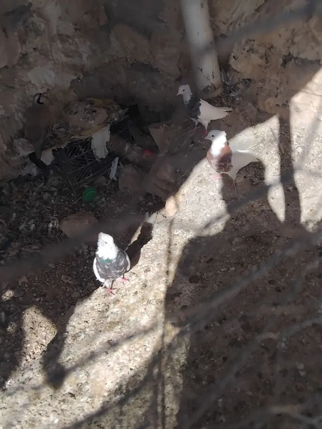 کبوترطوقی جفتی دوملیون|پرنده|کوهدشت, |دیوار