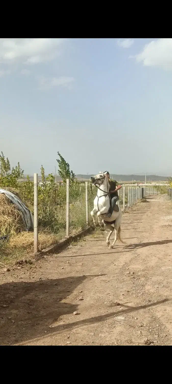 اسب سفید نریان|اسب و تجهیزات اسبسواری|جلفا, |دیوار