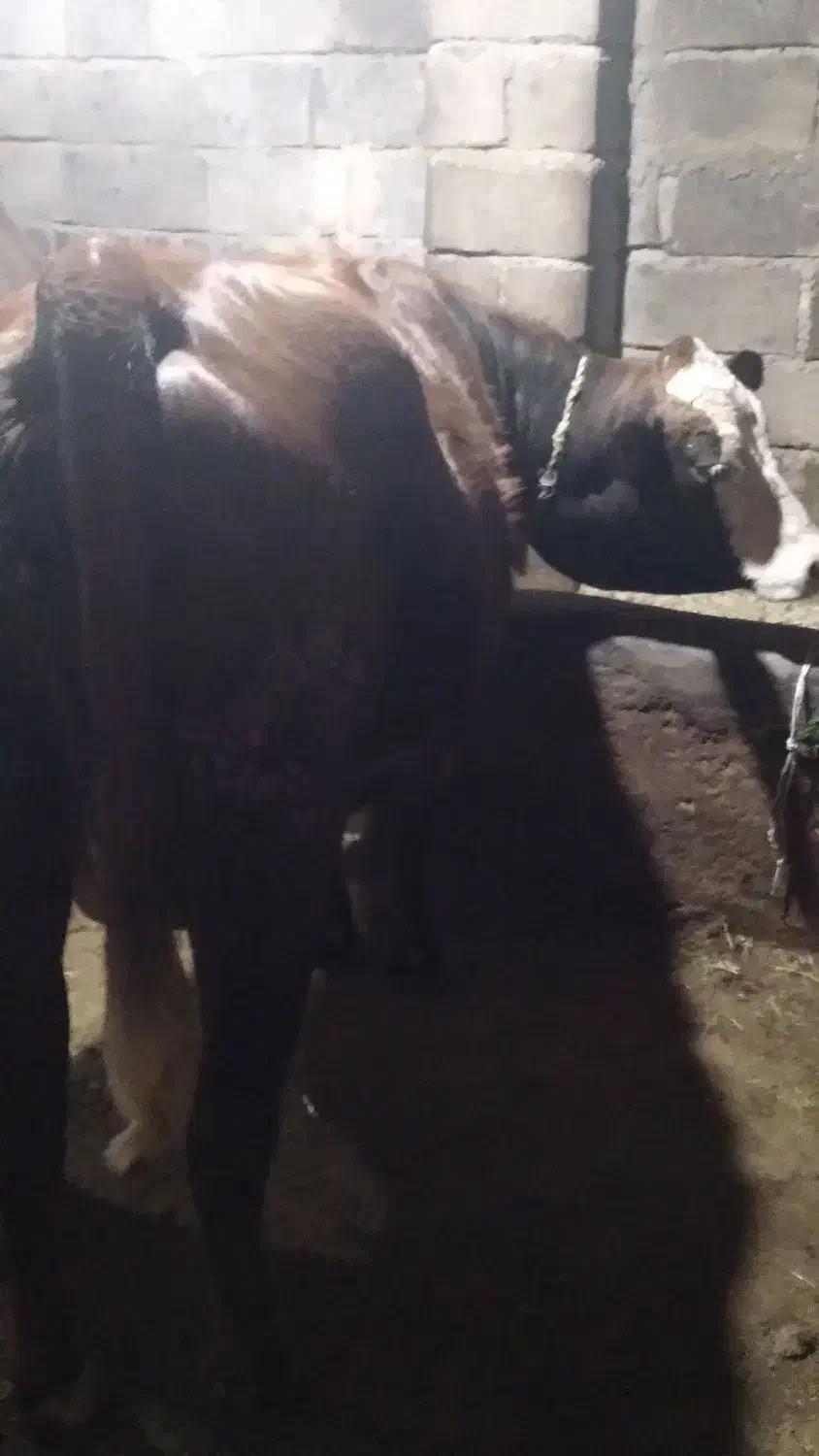 گاو سیمیتال اصیل|حیوانات مزرعه|سراجو, |دیوار