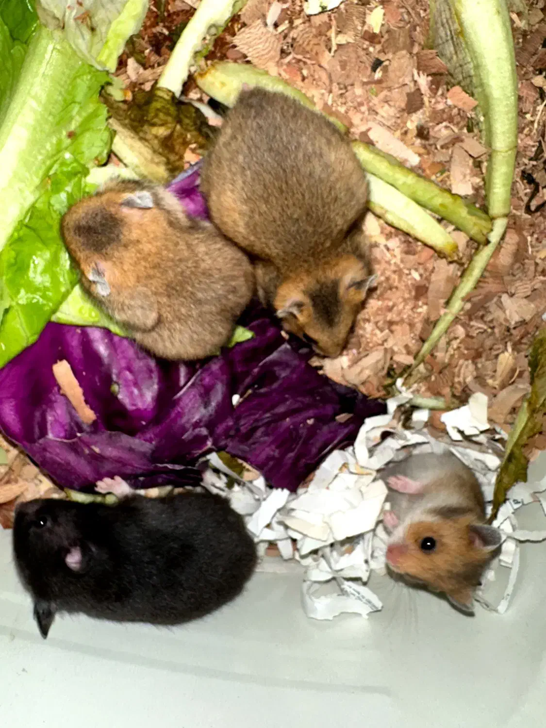 همستر|موش و خرگوش|گلستان (تهران), |دیوار