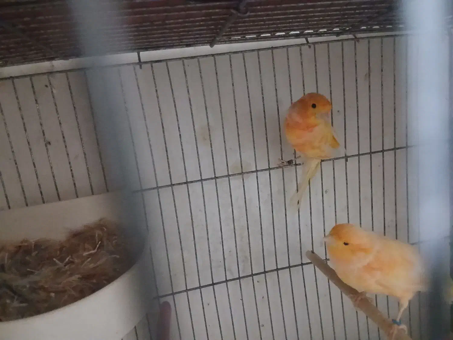 قناری برفکی و پرستار|پرنده|اصفهان, ارداجی|دیوار