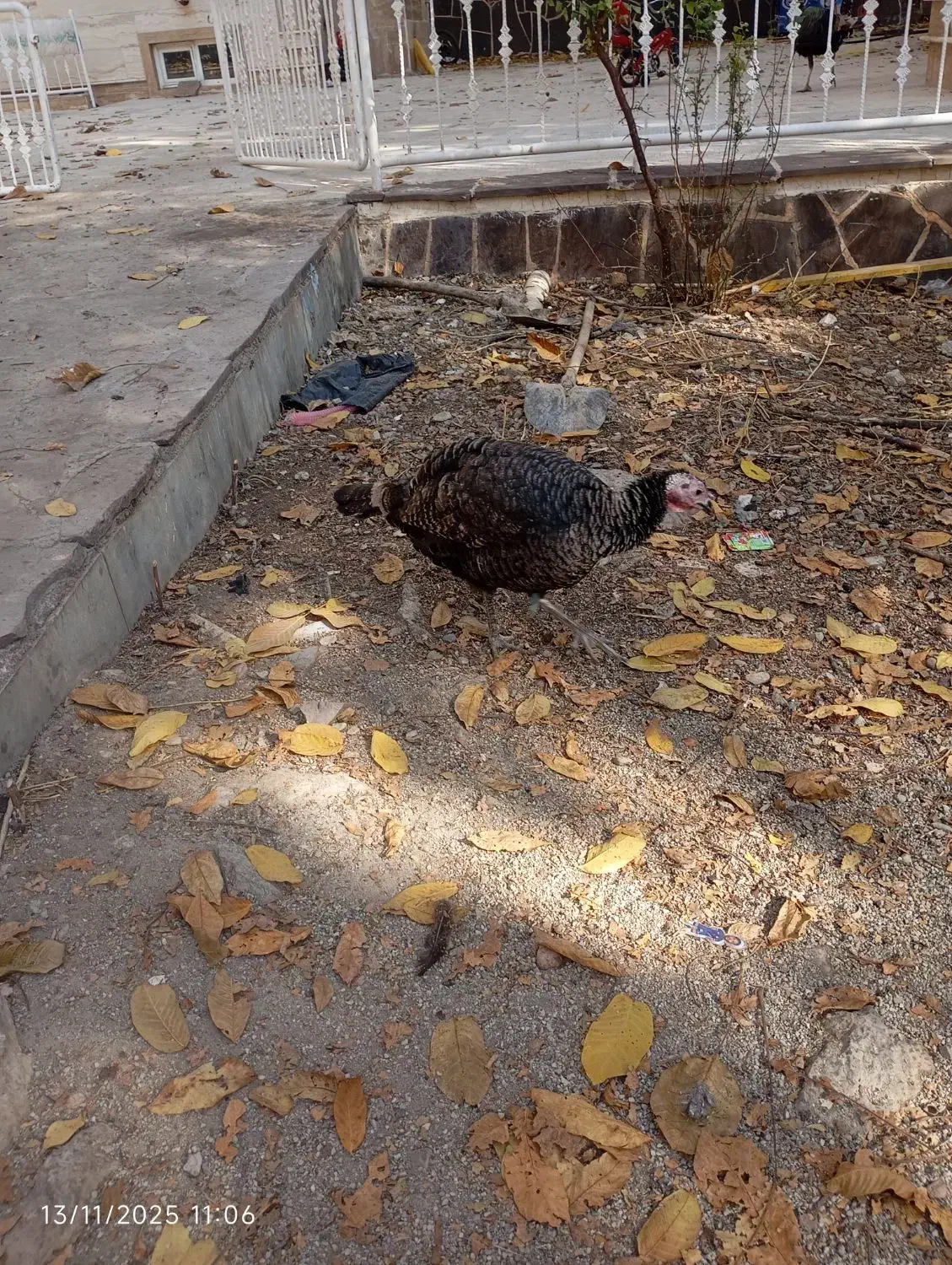 بوقلمون و اردک|حیوانات مزرعه|دماوند, دماوند|دیوار