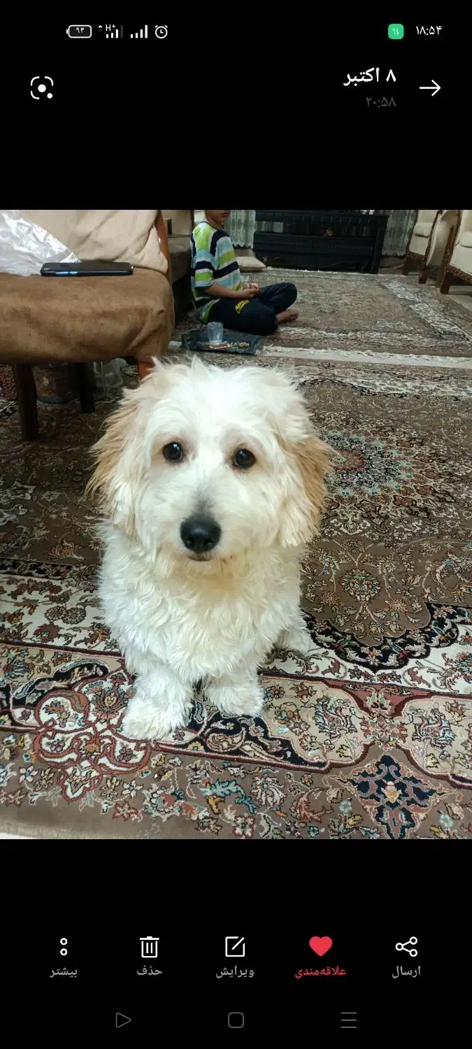 واگذاری سگ|سگ|تهران, امیریه|دیوار