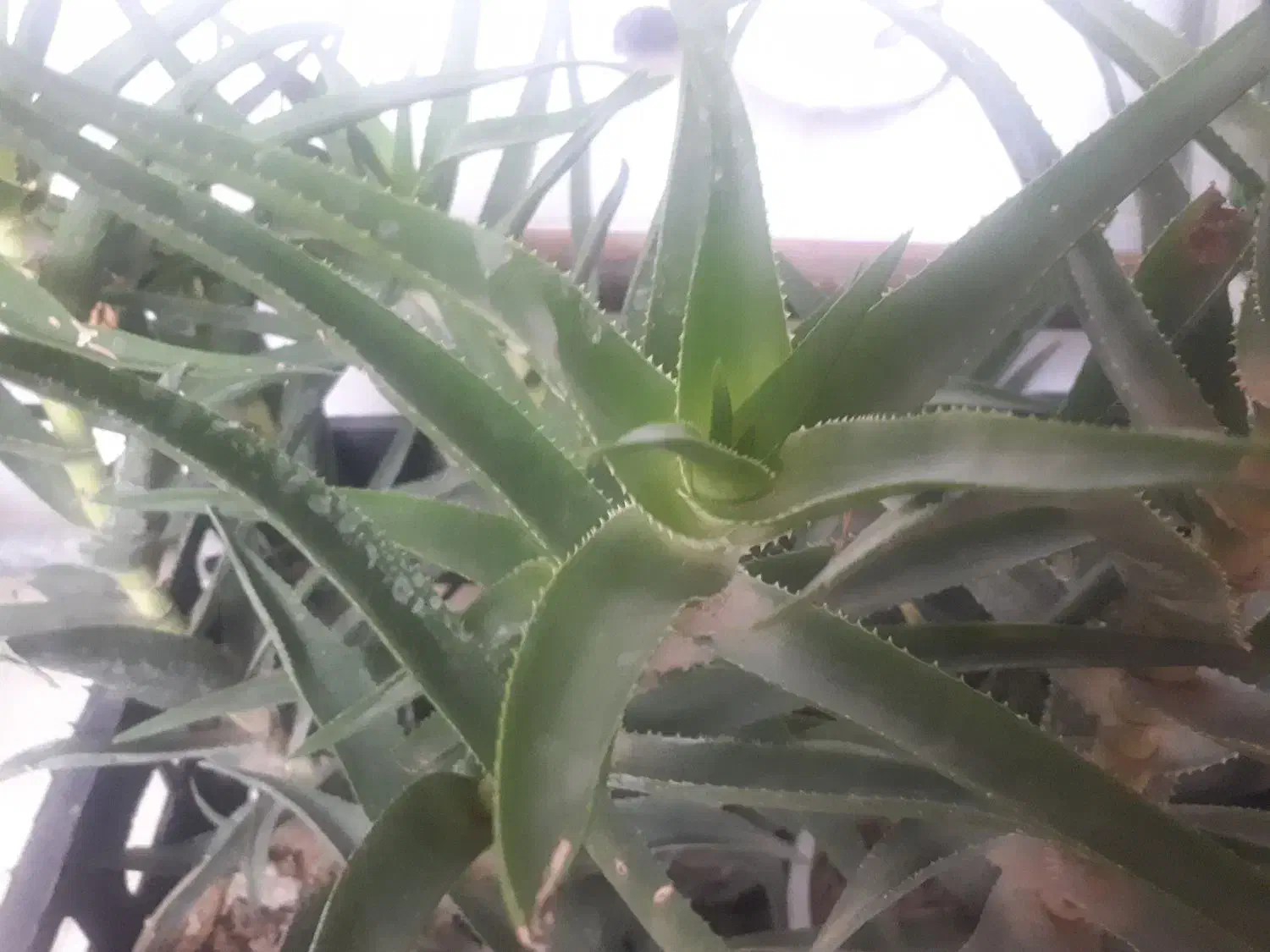 حراج|حراج|پردیس, فاز ۲|دیوار