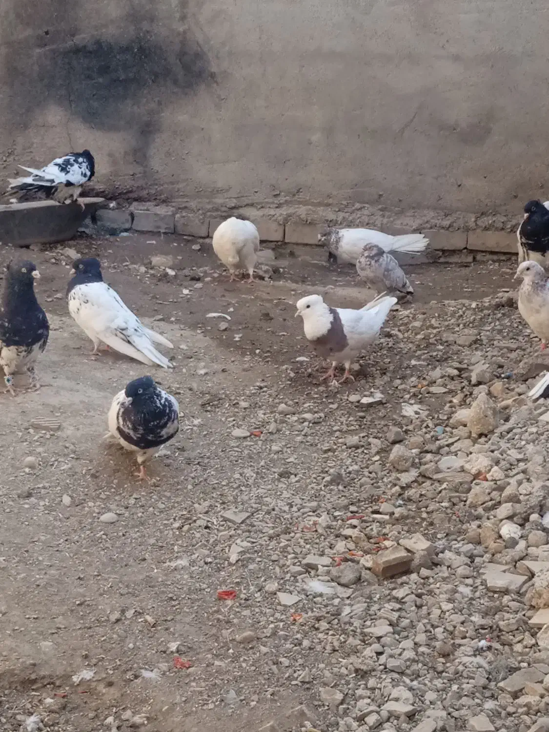 تعدادی زیادی کبوتر فروشی|پرنده|مسجد سلیمان, |دیوار