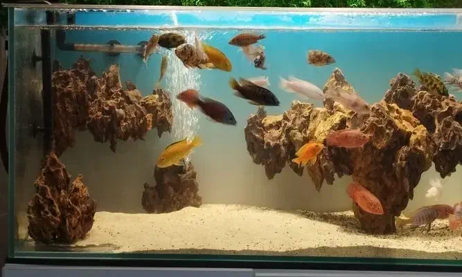 آکواریوم APA و فیلتر سطلی دیسکس|ماهی|شیراز, آبیاری|دیوار