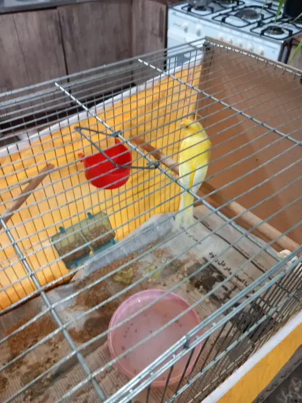 قناری|پرنده|شاهین‌شهر, نسیم ۵|دیوار