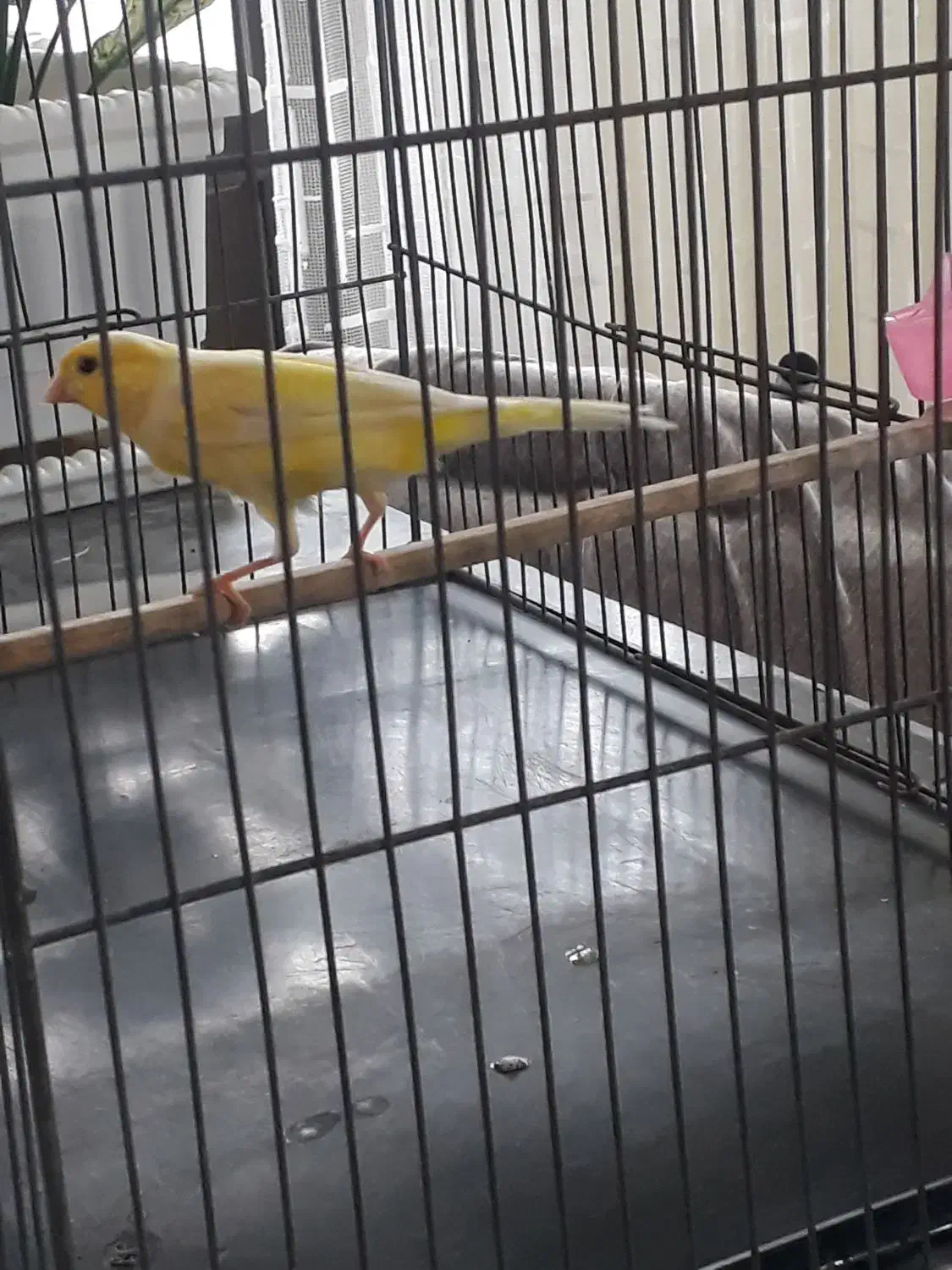 قناری ماده|پرنده|اردبیل, |دیوار