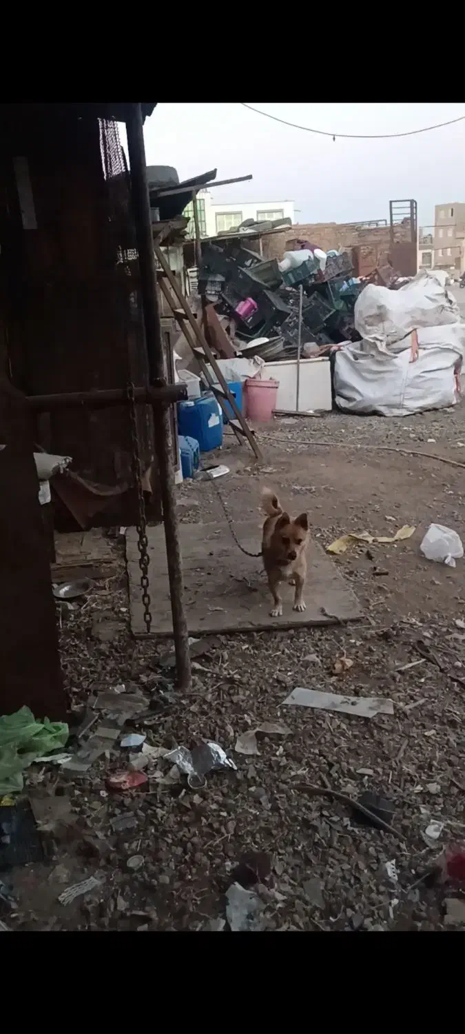 واگذاری فیندو نر|سگ|اردبیل, |دیوار