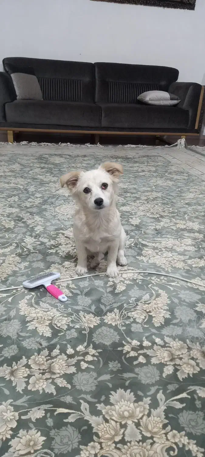 واگذاری سگ اشپتز ماده پنج ماهه|سگ|کرمانشاه, |دیوار