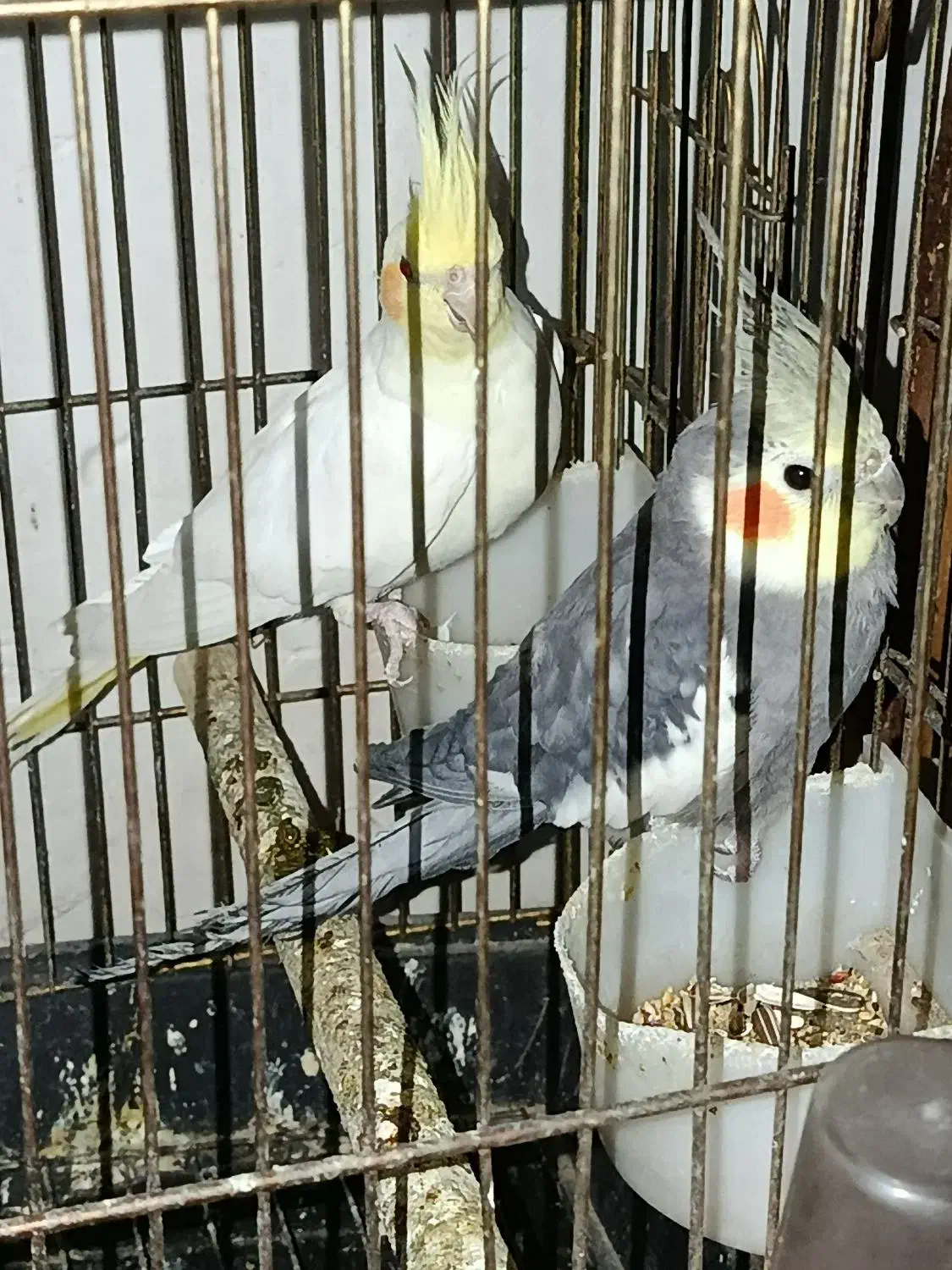 باسلام یه جفت عروس هلندی|پرنده|شوشتر, |دیوار