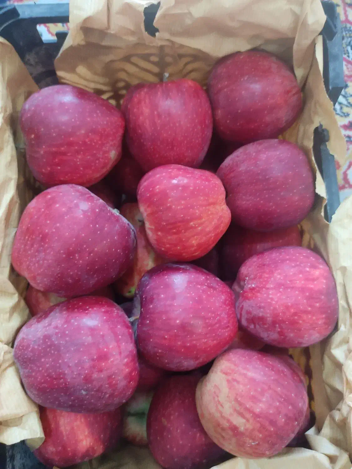 سیب قرمز و سفید|خوردنی و آشامیدنی|مشگین شهر, |دیوار