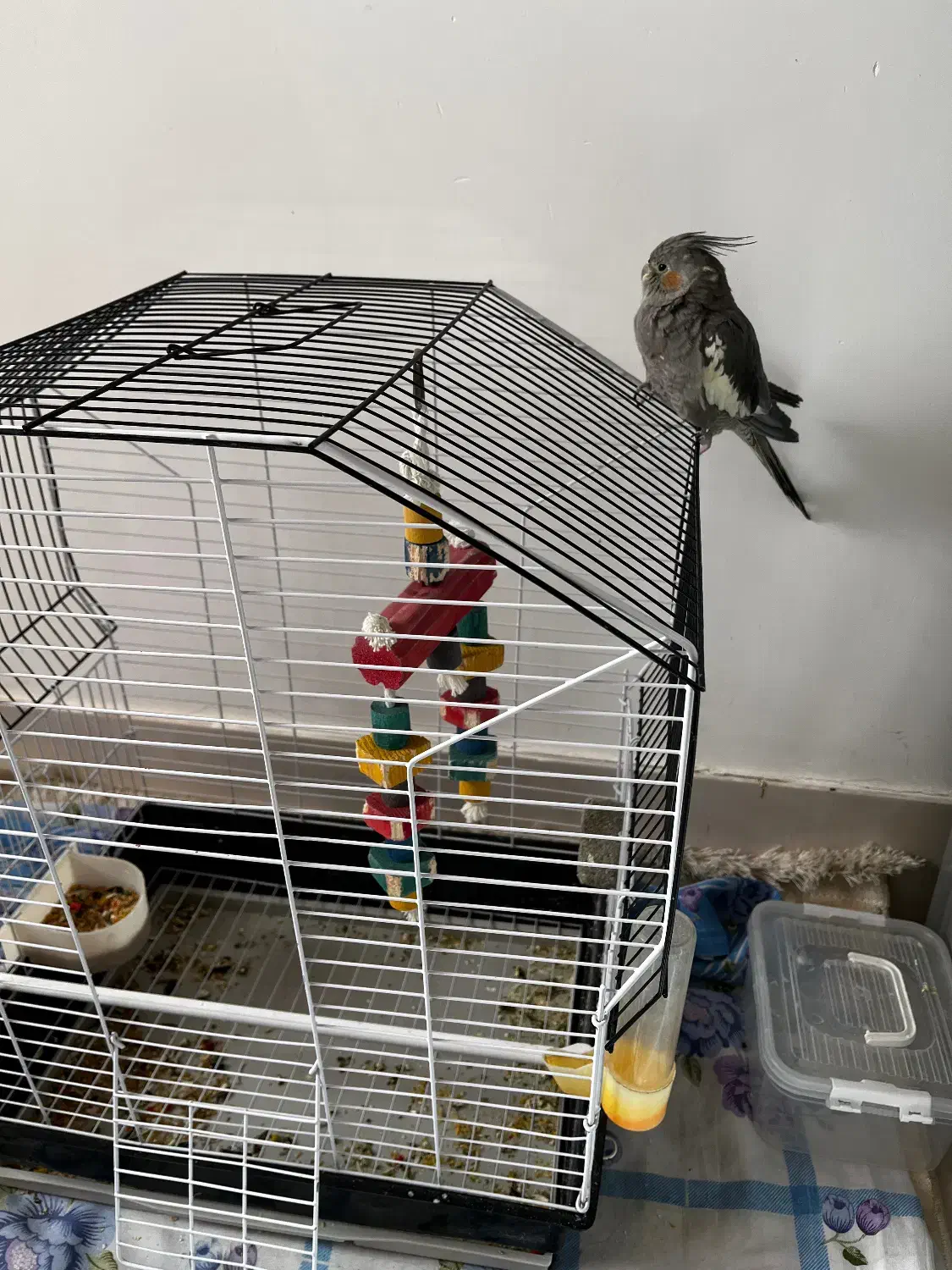 فروش عروس هلندی|پرنده|گلپایگان, |دیوار