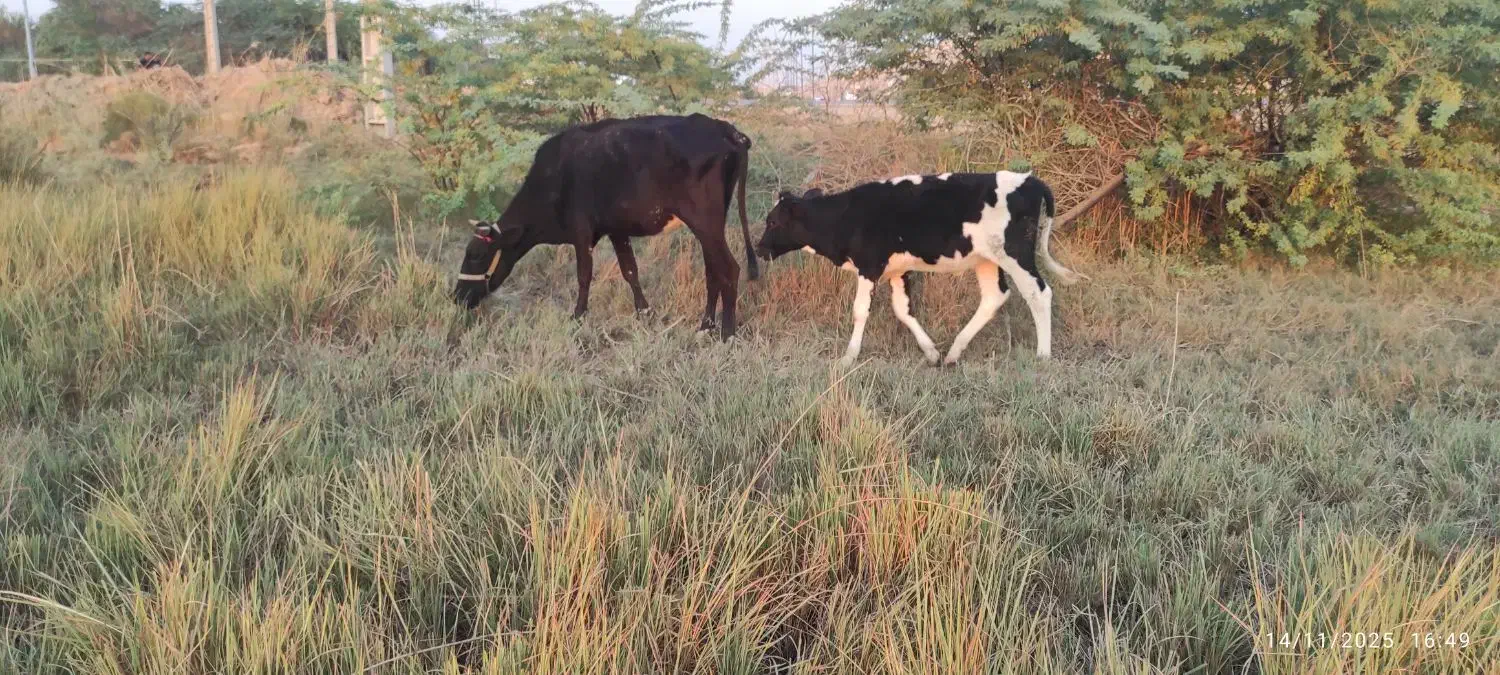 جراحی|حیوانات مزرعه|چمران, |دیوار