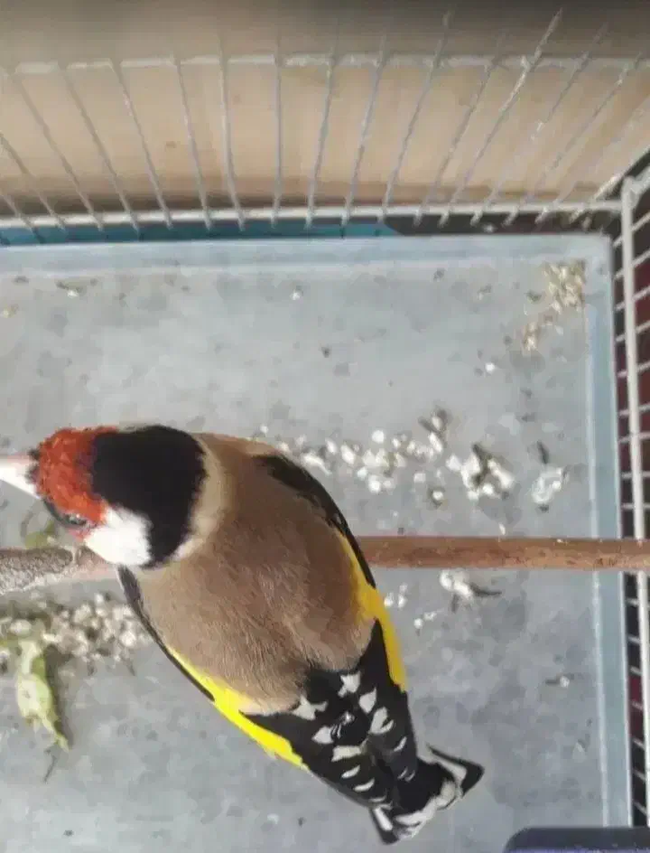 سهره|پرنده|پاکدشت, پاکدشت (مامازند)|دیوار