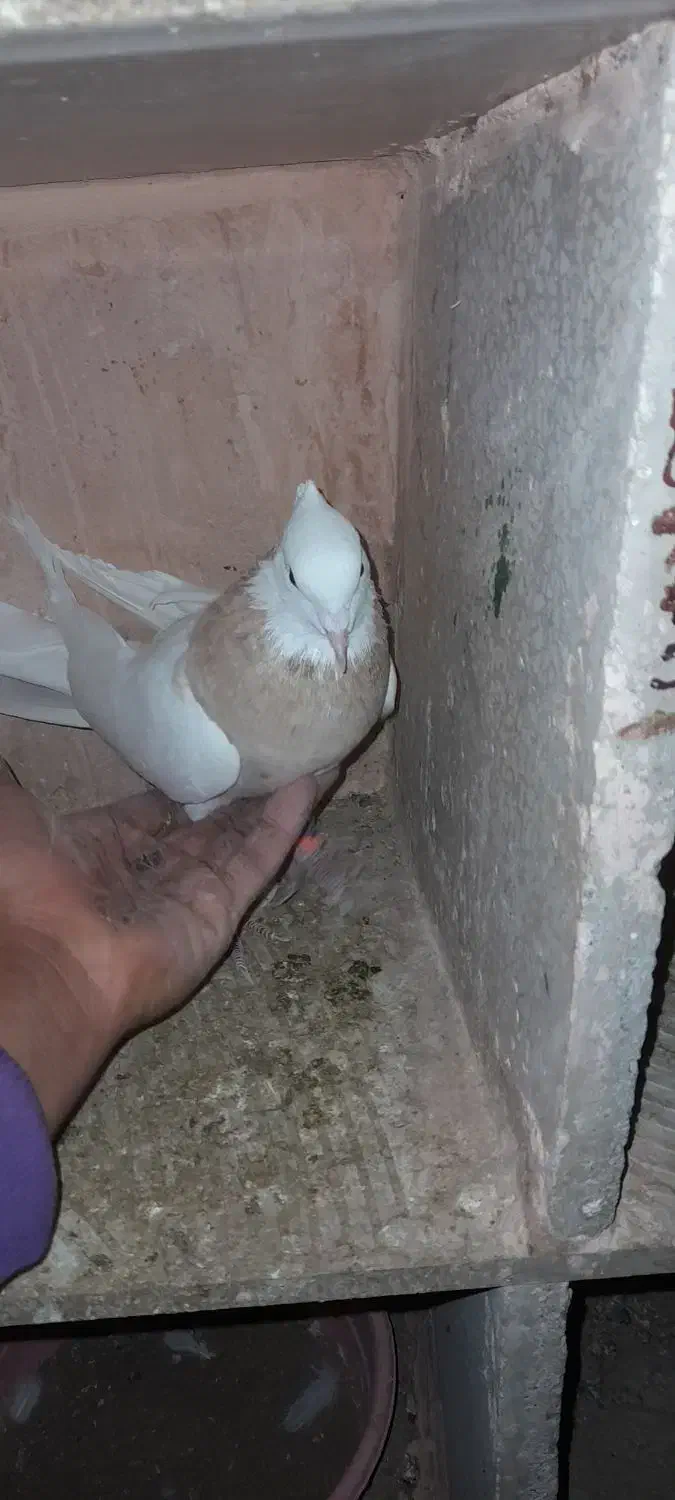 جوفتش باهم ۱۲۰۰ معاوضه هم دارم|پرنده|سبزوار, قائم|دیوار