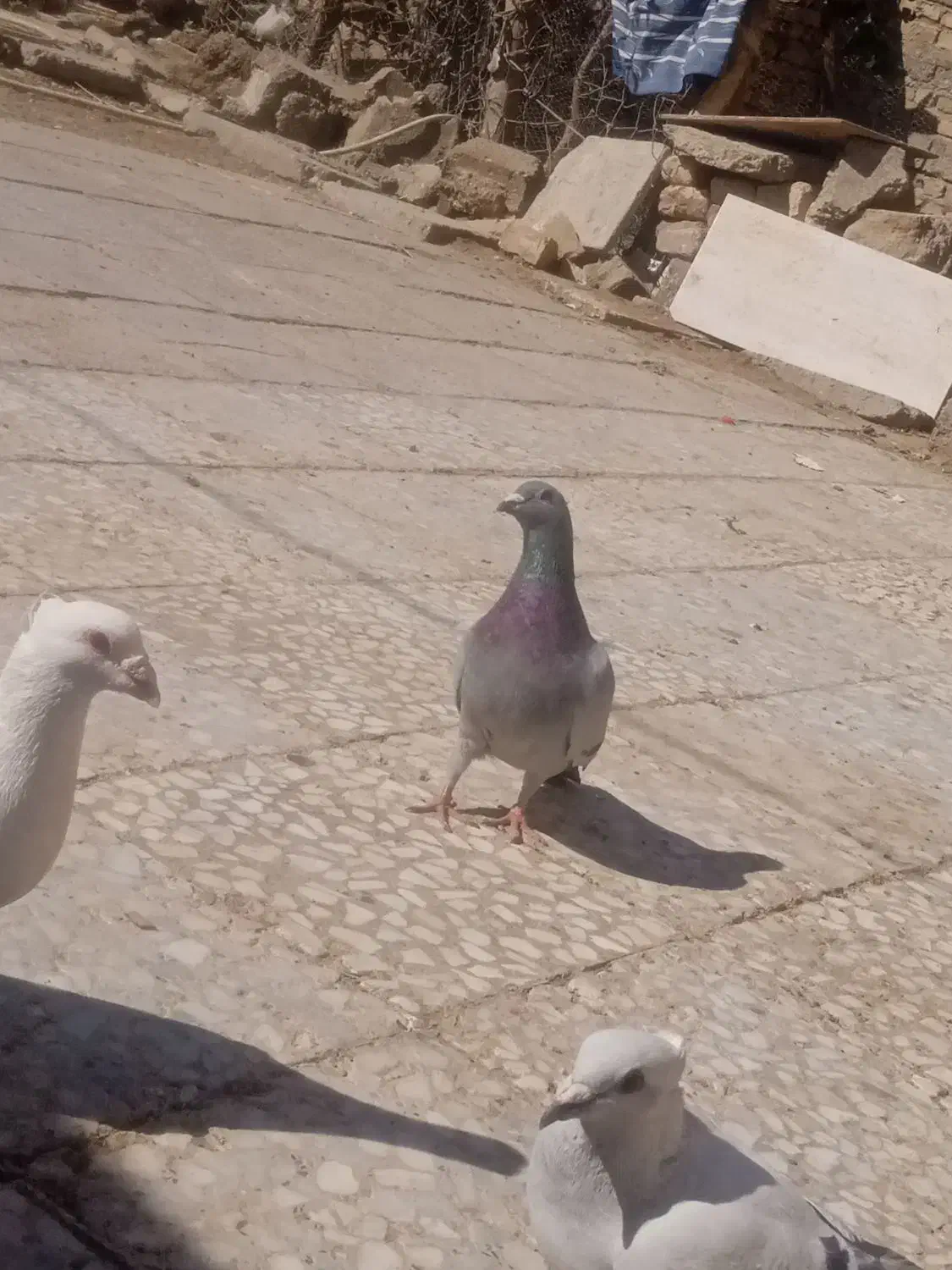 کبوتر|پرنده|جزنیک, |دیوار