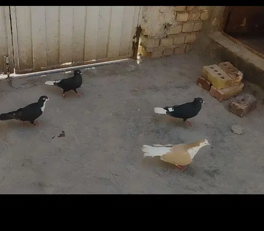 کبوتر|پرنده|تربت جام, کشتارگاه|دیوار