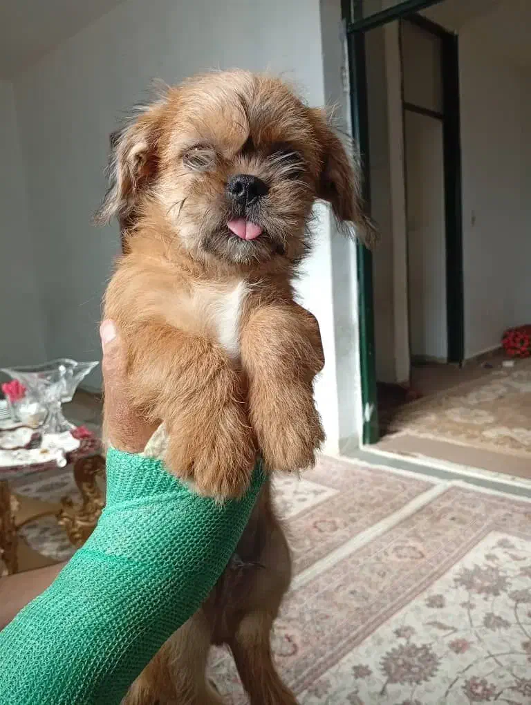 توله سگ فروشی|سگ|گنبد کاووس, |دیوار