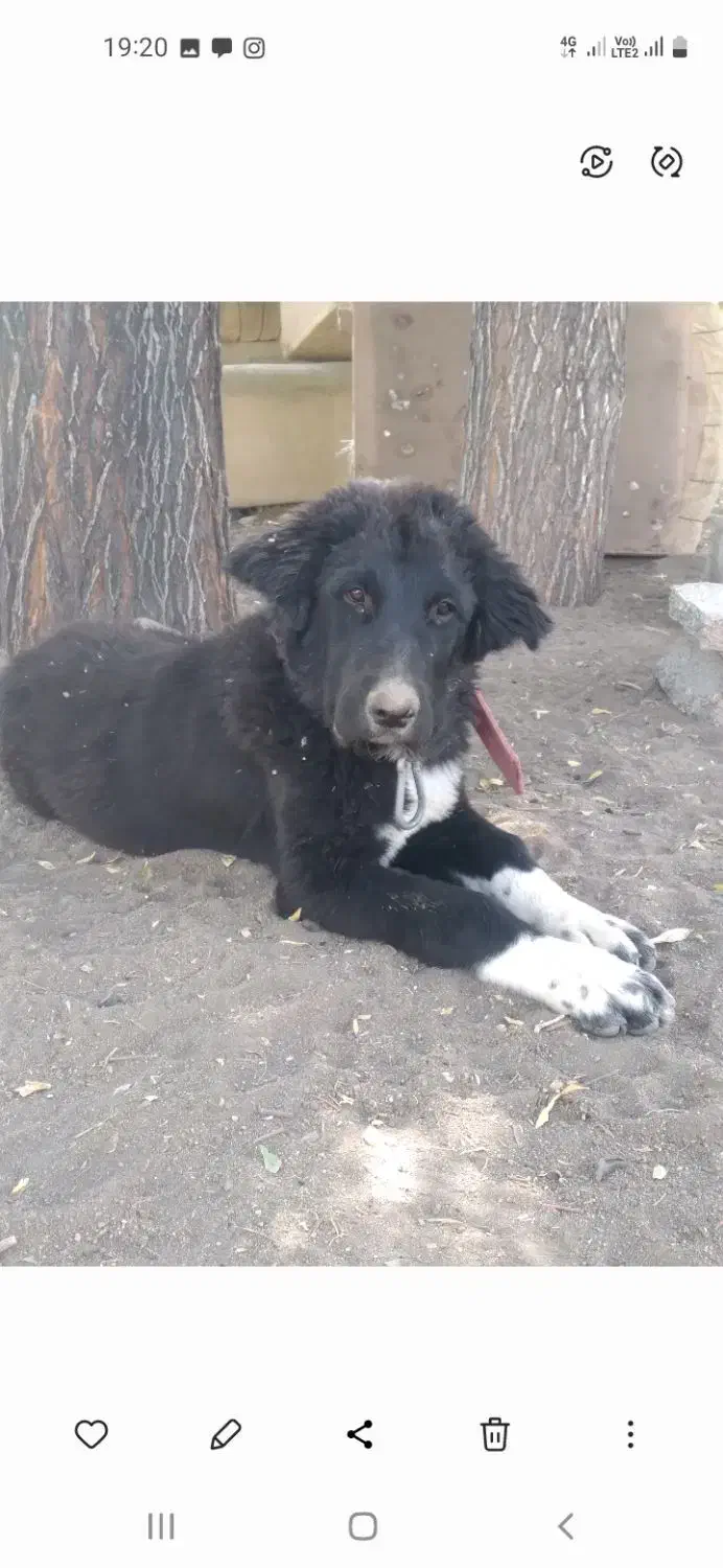 سگ قدرجونی|سگ|داران, |دیوار