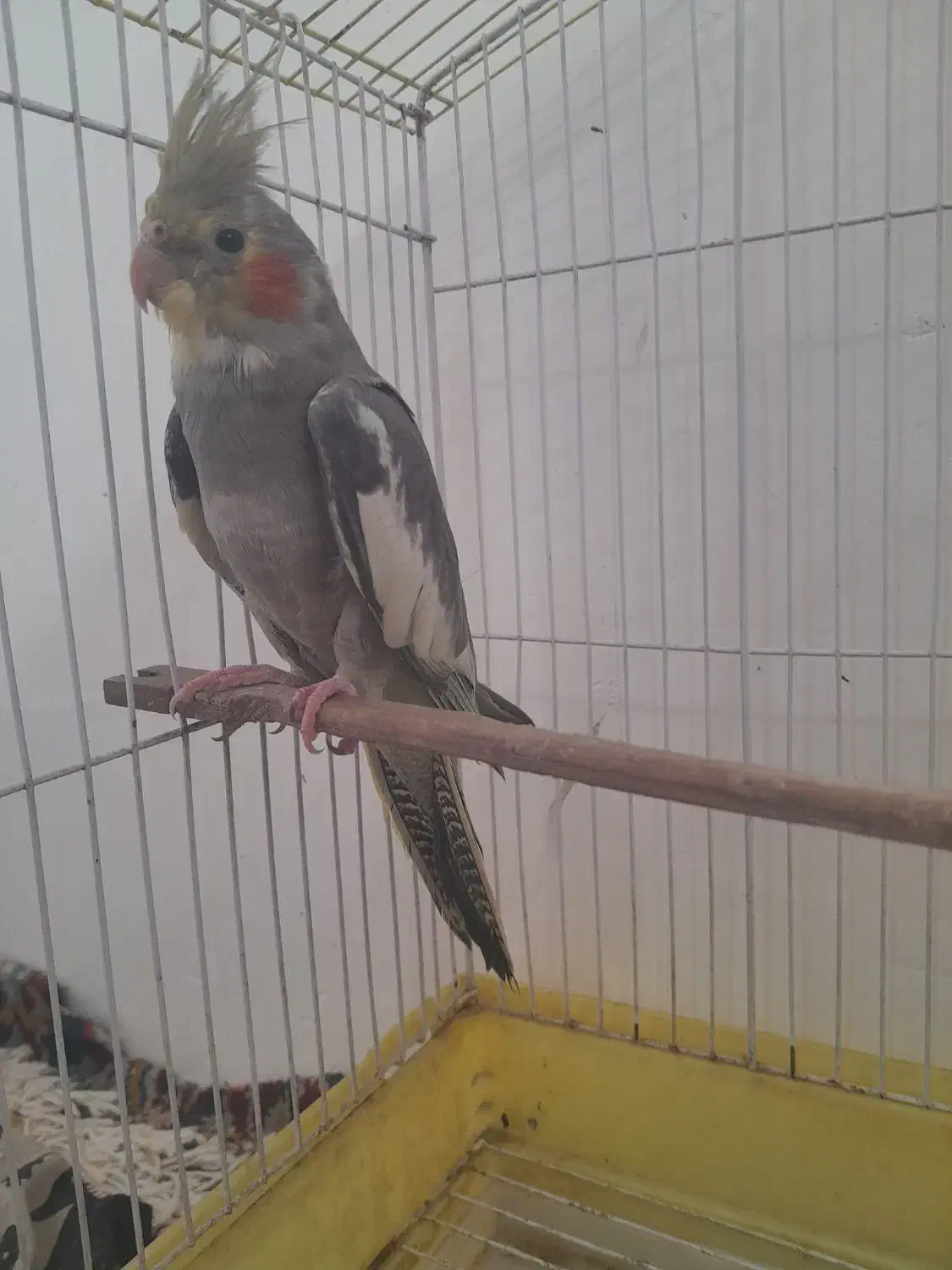 عروس سخنگو|پرنده|سنگر, |دیوار