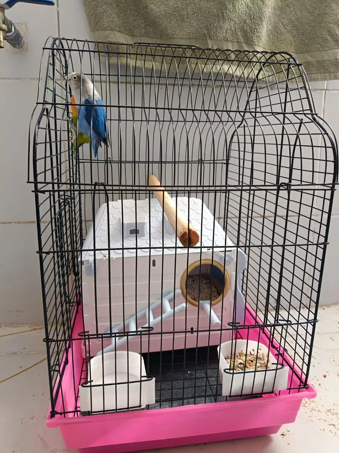 فروش دو عدد طوطی برزیلی مولد فقط نقدی|پرنده|صدرا-فارس, فاز ۱|دیوار