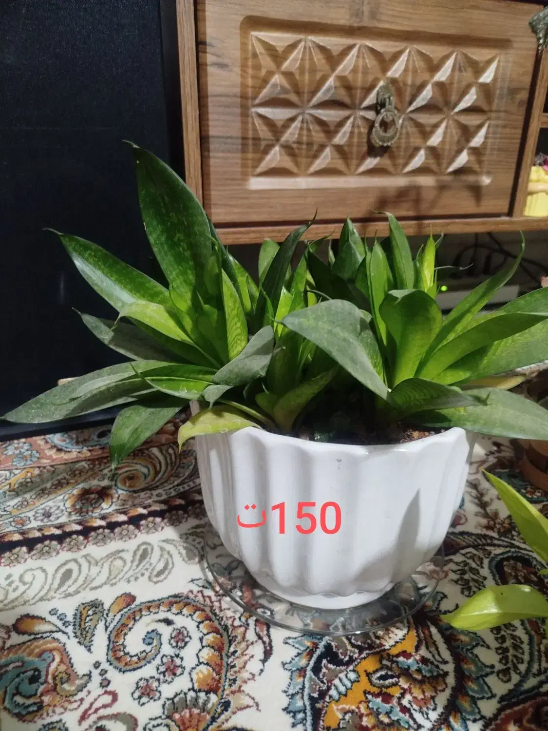 گل طبیعی|گل و گیاه طبیعی|نیشابور, ده حلاج|دیوار