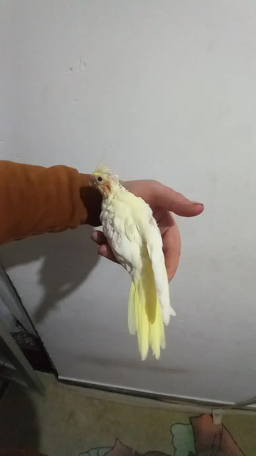 جوجه البینیو ولوتینیو زعفرانی سرلاکی|پرنده|شاهرود, |دیوار