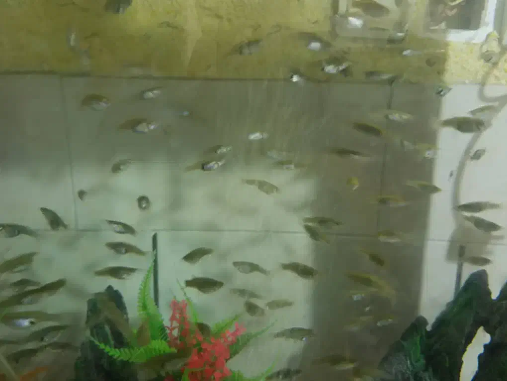 ماهی ماهی گوپی|ماهی|سیرجان, |دیوار