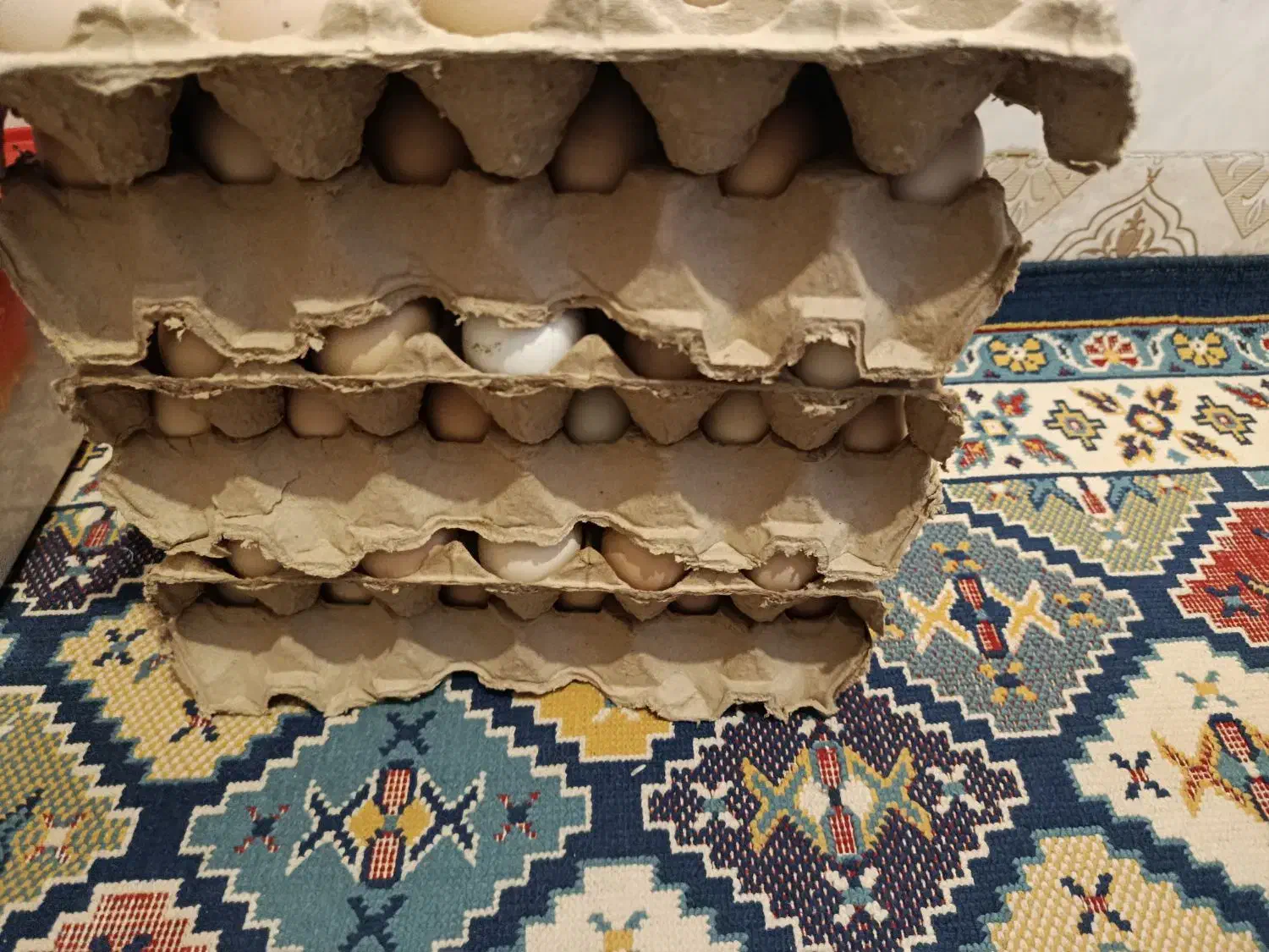 تخم مرغ|حیوانات مزرعه|سراوان, |دیوار