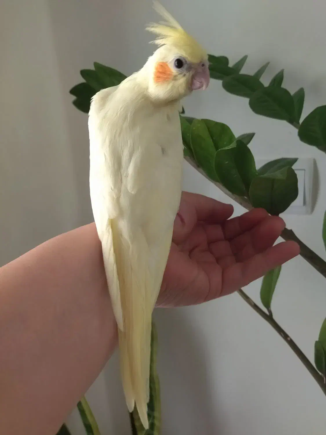 عروس هلندی|پرنده|جم, |دیوار