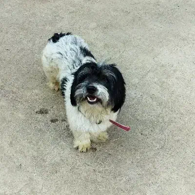 سگ نر شیتزو|سگ|پاکدشت, پاکدشت (مامازند)|دیوار