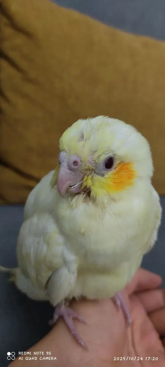 جوجه عروس هلندی سرلاکی|پرنده|محلات, |دیوار