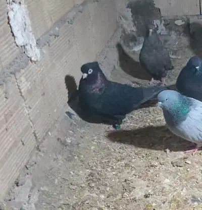 پرنده|پرنده|میاندوآب, |دیوار